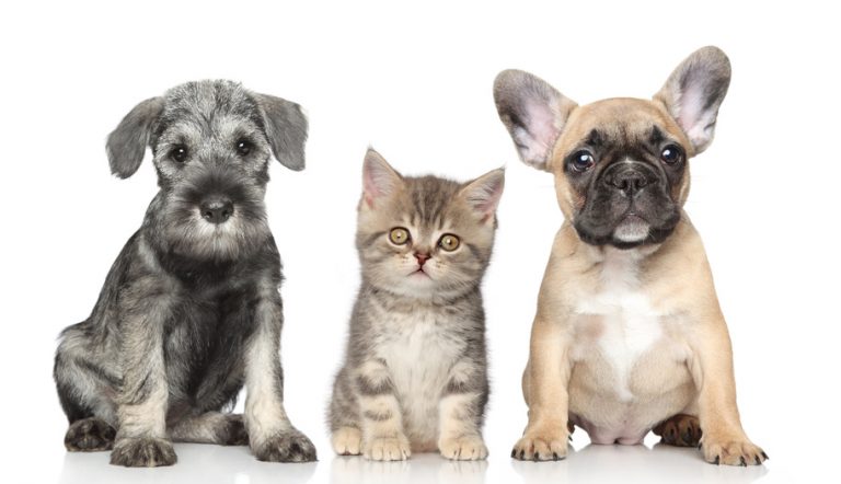 Veterinary Marketing Firms Increase Your Online Visibility