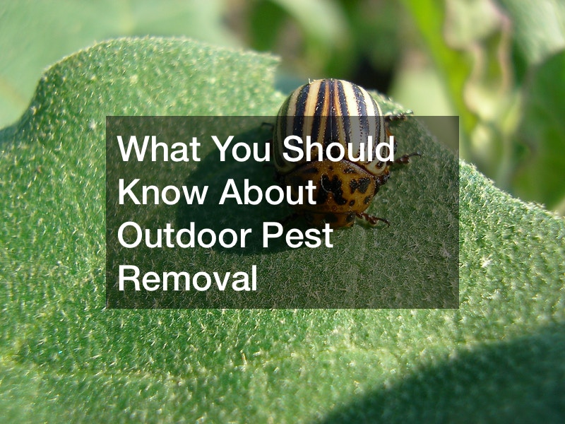 What You Should Know About Outdoor Pest Removal