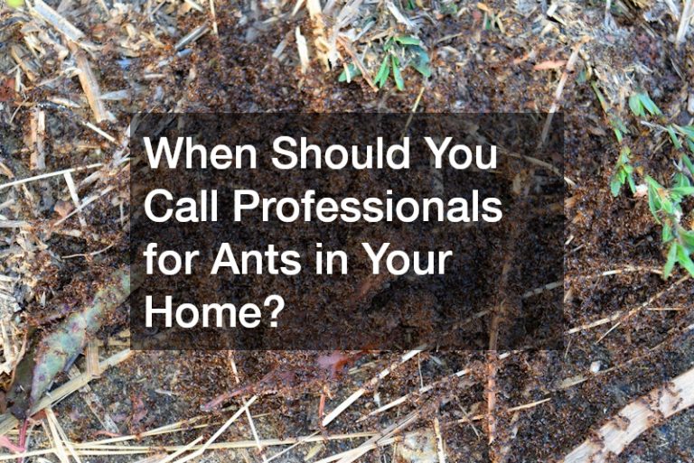 When Should You Call Professionals for Ants in Your Home?